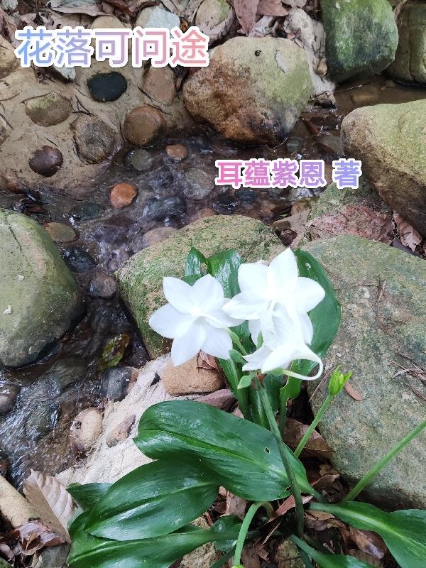 花落谁知